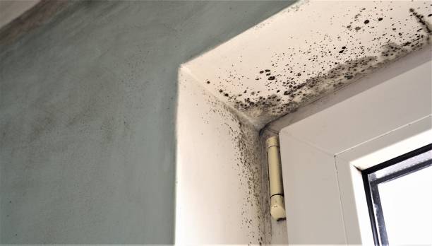 Best Environmental Consulting for Mold Prevention  in Cross City, FL