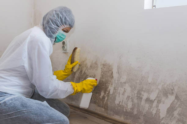 Mold Odor Removal Services in Cross City, FL