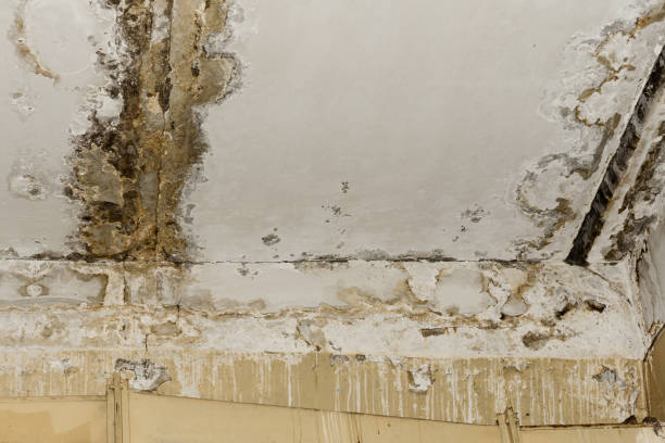 Best Mold Damage Restoration  in Cross City, FL