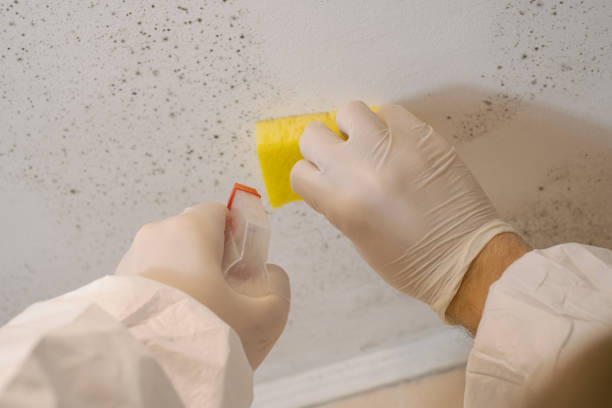 Best Black Mold Removal  in Cross City, FL