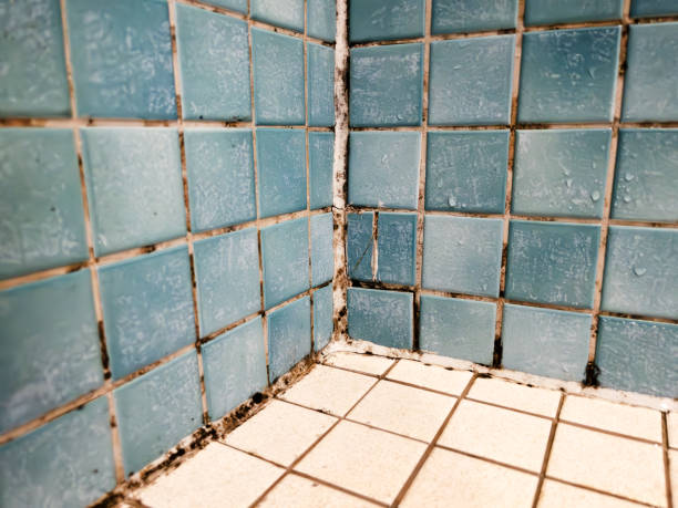 Best Real Estate Mold Inspection  in Cross City, FL