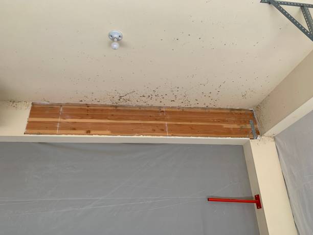 Mold Documentation for Insurance Claims in Cross City, FL