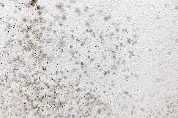 Best HVAC Mold Inspection and Cleaning  in Cross City, FL
