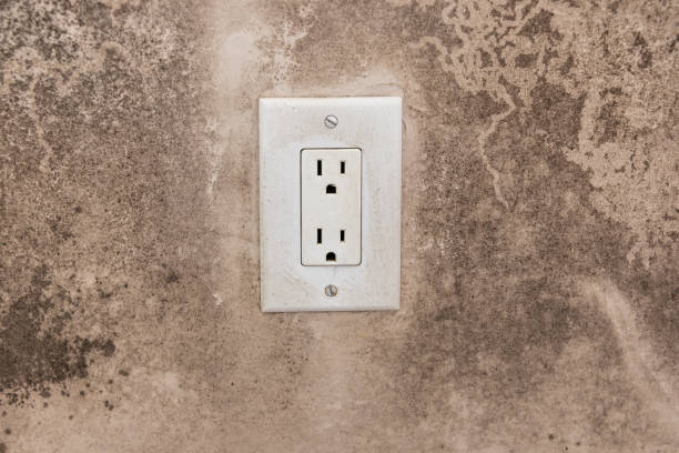 Best Forensic Mold Investigation  in Cross City, FL