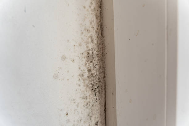 Best Mold Removal for HVAC Installations  in Cross City, FL