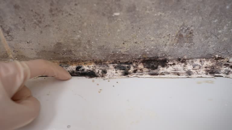 Trusted Cross City, FL Mold Removal Experts